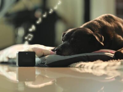 do dogs like music dog relaxing music 960x540 1