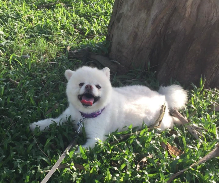 Dog Walker in Hanoi/Người dắt chó đi dạo ở Hà Nội