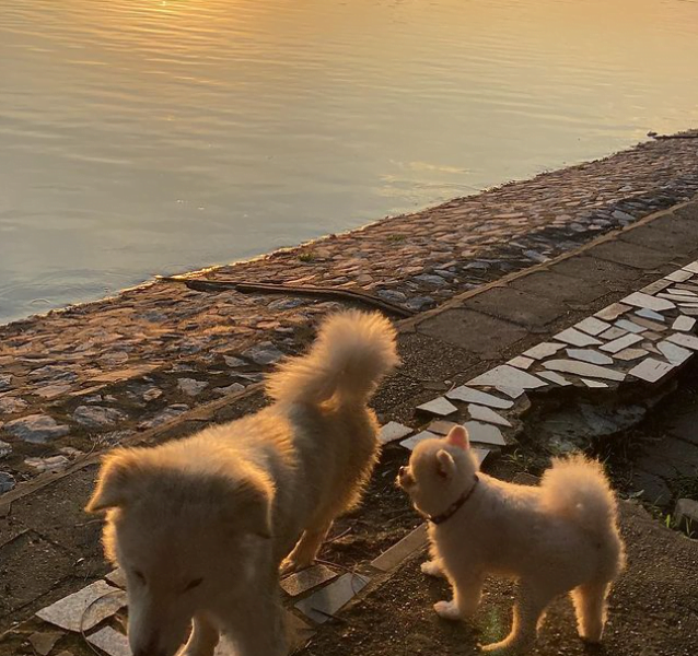 Dog Walker in Hanoi/Người dắt chó đi dạo ở Hà Nội