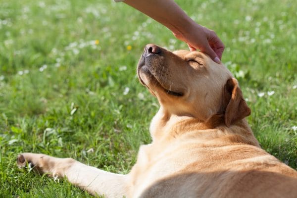 where do dogs like to be pet petting dog in grass e1720317441830