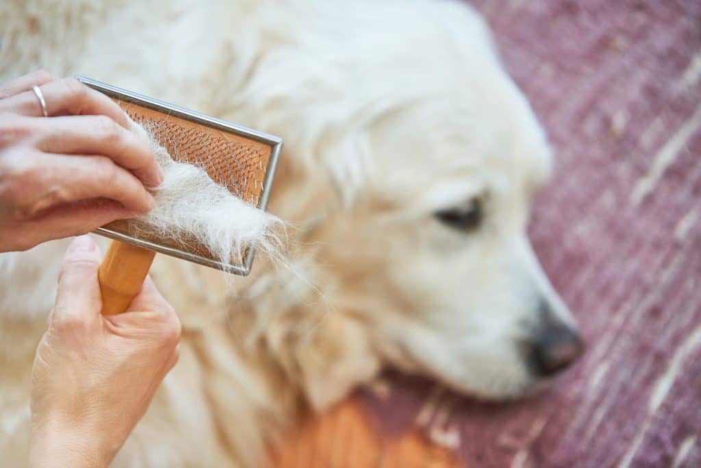 brushing a double coated dog min 1024x683 1