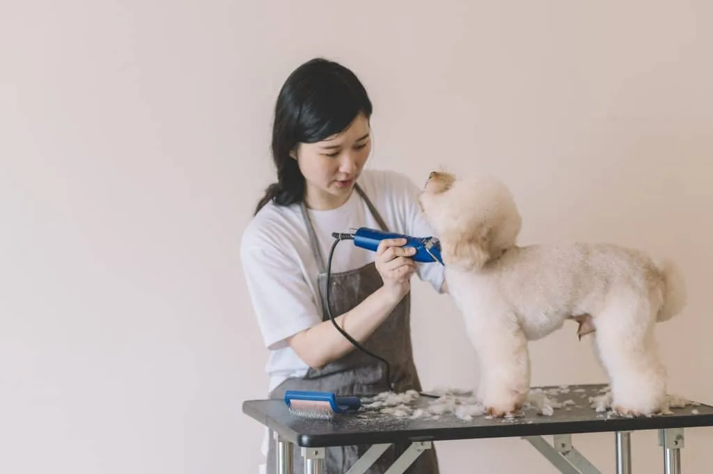 Cạo Lông Hay Không Cạo? Các Chuyên Gia Chăm Sóc Chó Nói Rằng Đây Không Phải Là Câu Hỏi Đúng white shaved dog min 1024x681 1