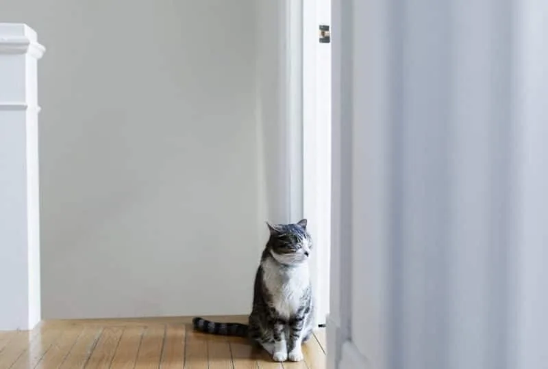 cat missing owner min 960x540 1