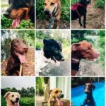 dog boarding , dog walking , dog training, daycare