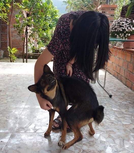 Pet walker. Pet and house sitter