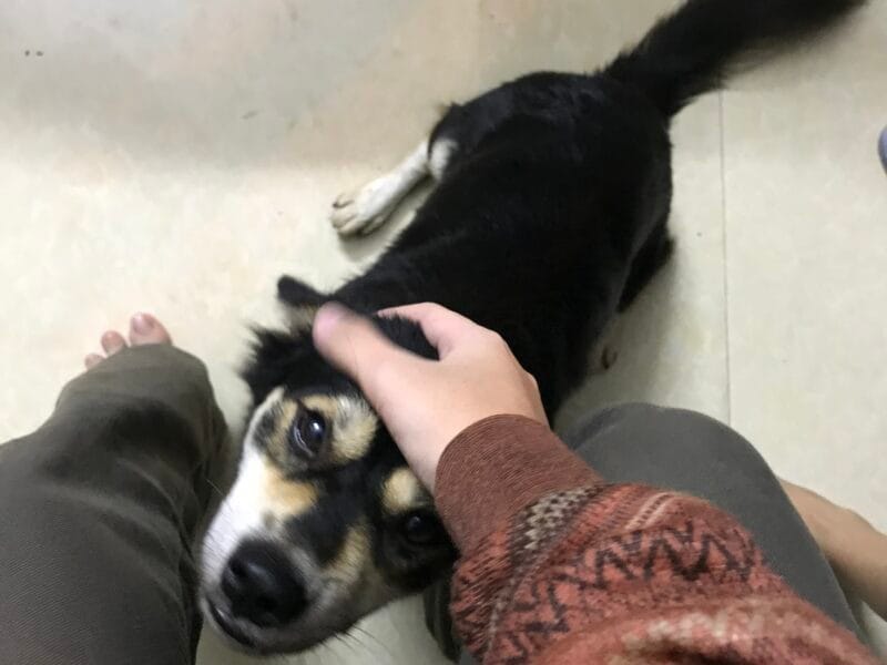 Pet walker. Pet and house sitter