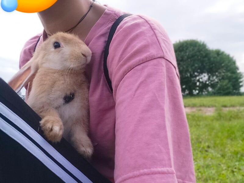 Pet sitter, Dog walker