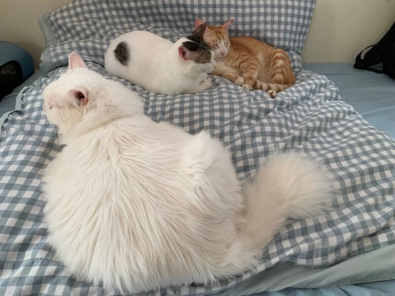 Chăm bé (cute moonpie)